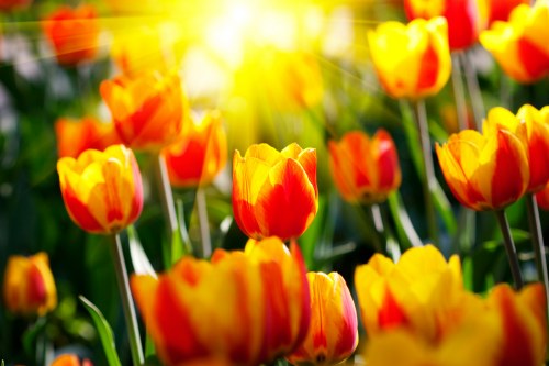 Colorful flowers suitable for birthday celebrations