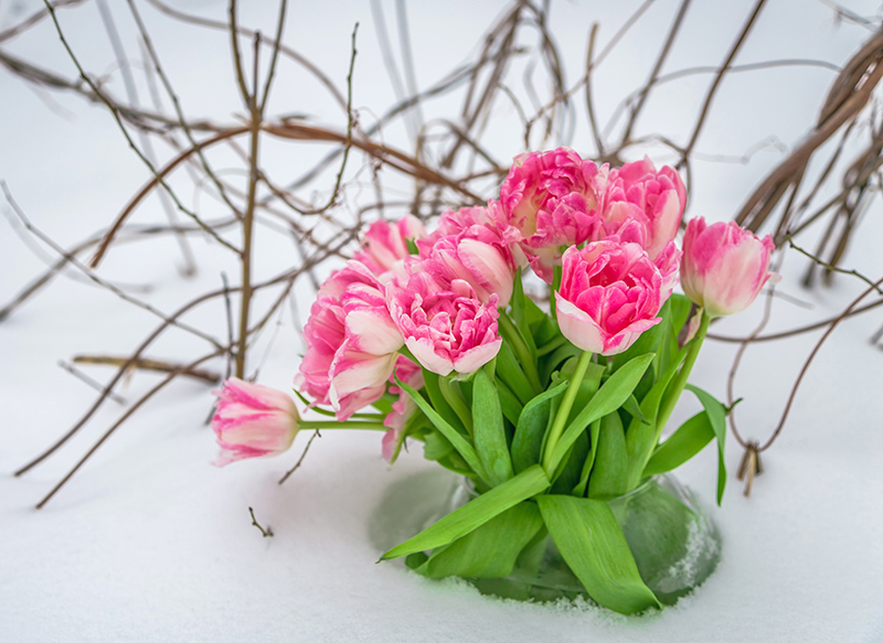 flowers flowers  / dazzling flowers