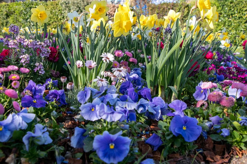 Westminster Council Rules for Floral Displays on Public Land